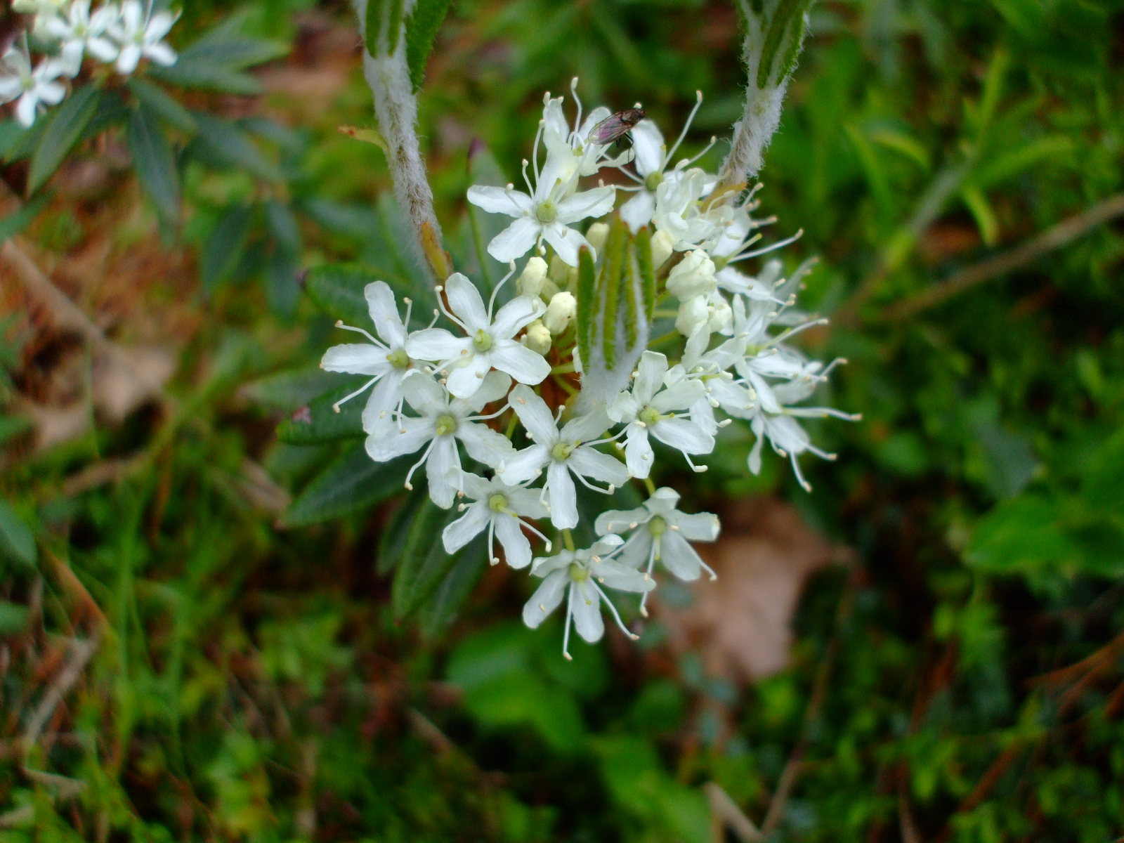 Ledum groenlandicum